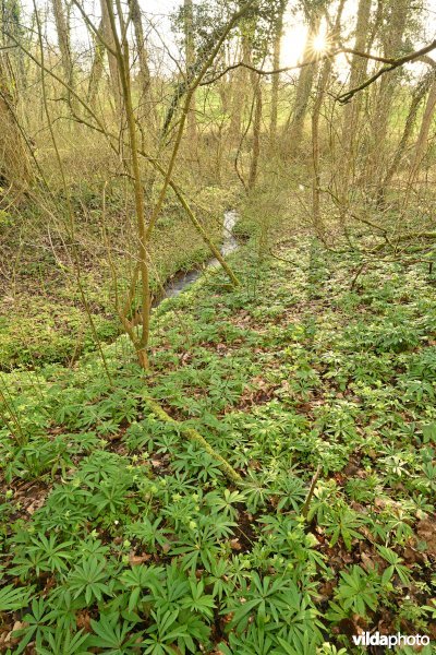Steenbergse bossen