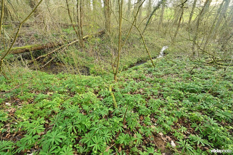 Steenbergse bossen