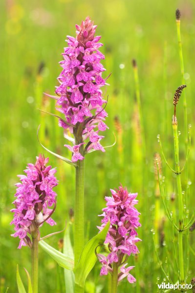 Brede orchis