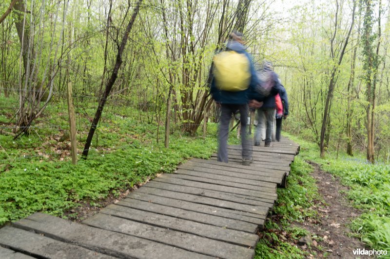 Wandelen in bos t'Ename