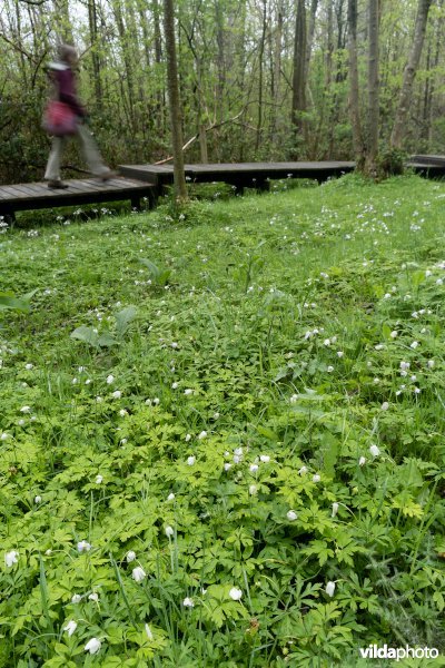 Wandelen in bos t'Ename