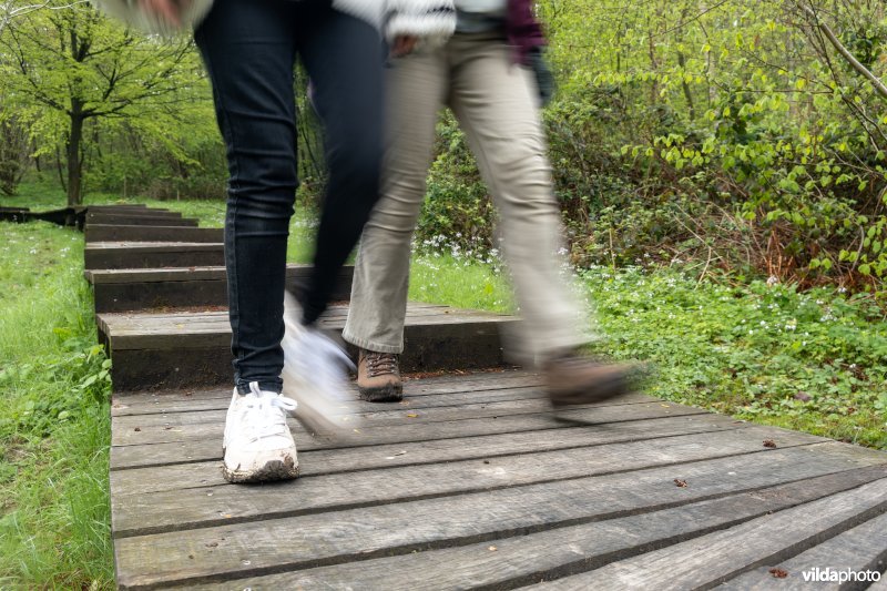 Wandelen in bos t'Ename