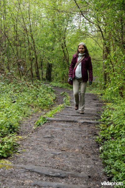 Wandelen in bos t'Ename