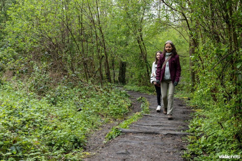 Wandelen in bos t'Ename