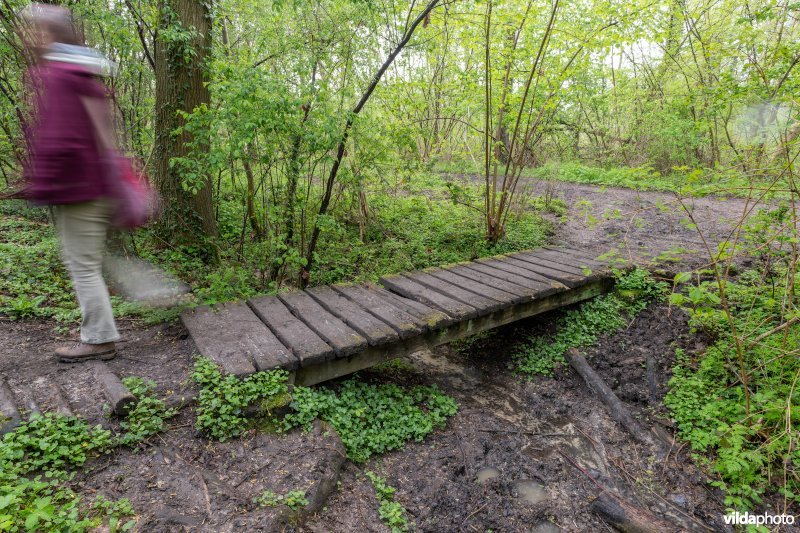 Wandelen in bos t'Ename