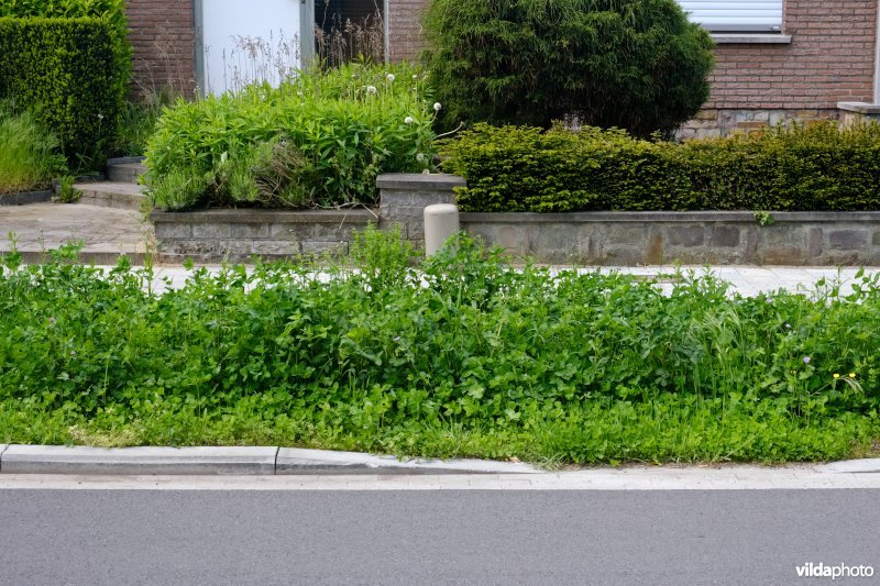 Wadi op onthard voetpad