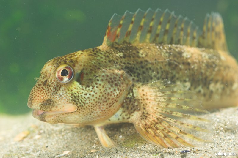 Steenslijmvis