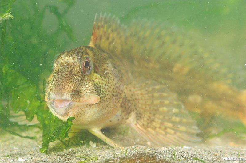 Steenslijmvis