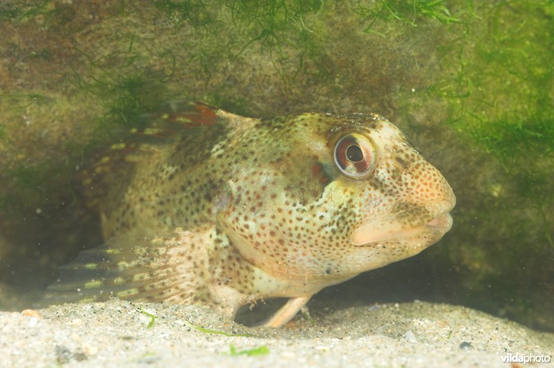 Steenslijmvis