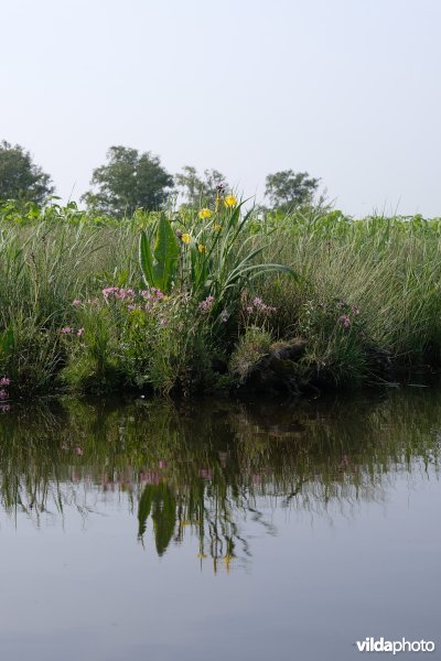 Echte koekoeksbloem in het Wormer- en Jisperveld