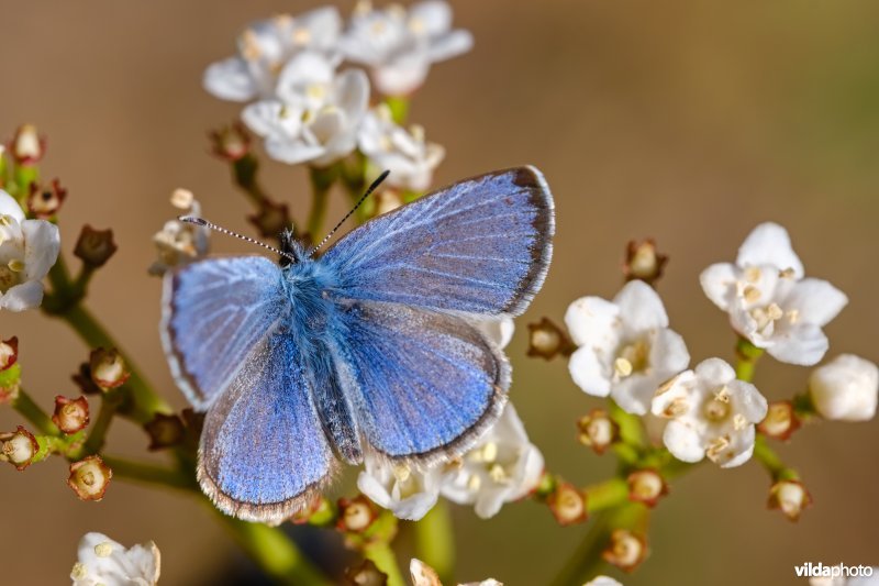 Spaans bloemenblauwtje