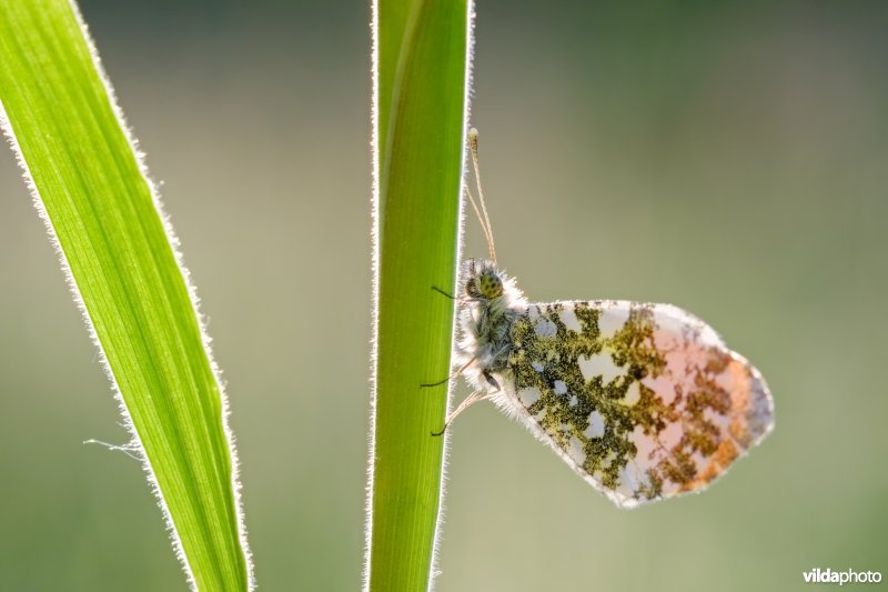 Mannelijk Oranjetipje