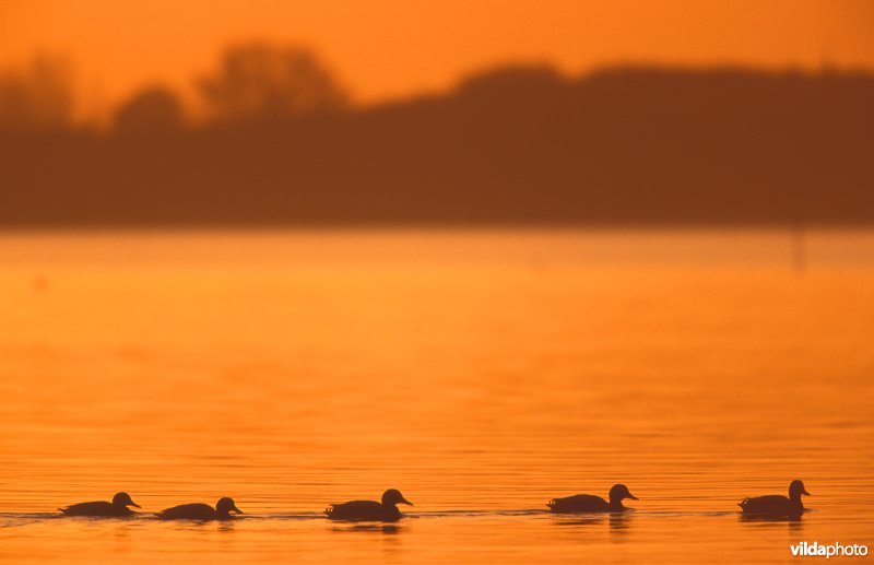 Veerse meer in Zeeland