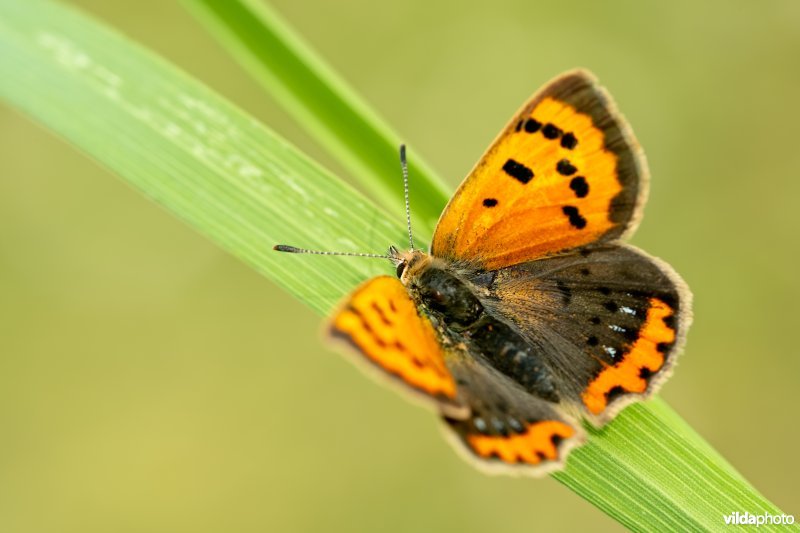 Kleine vuurvlinder