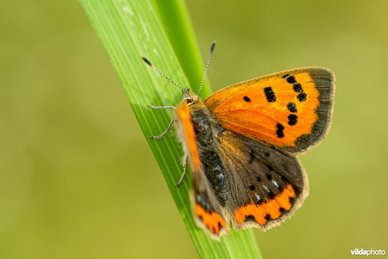 Kleine vuurvlinder