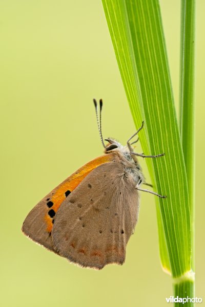 Kleine vuurvlinder