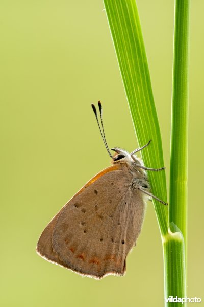 Kleine vuurvlinder