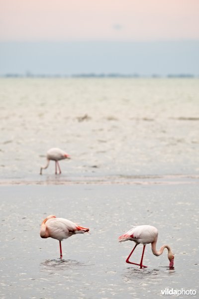 Flamingos in de Camargue