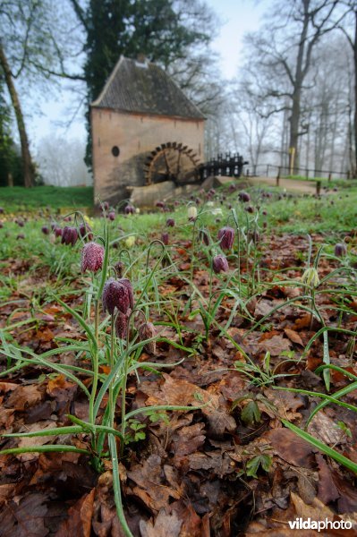 Landgoed Hackfort, Nederland