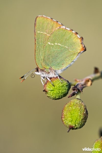 Aardbeiboomgroentje