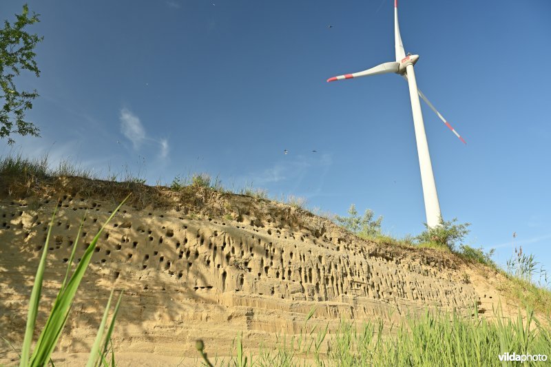 Oeverzwaluw kolonie in de haven van Antwerpen