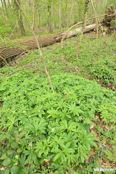 Wrangwortel in het Steenbergbos