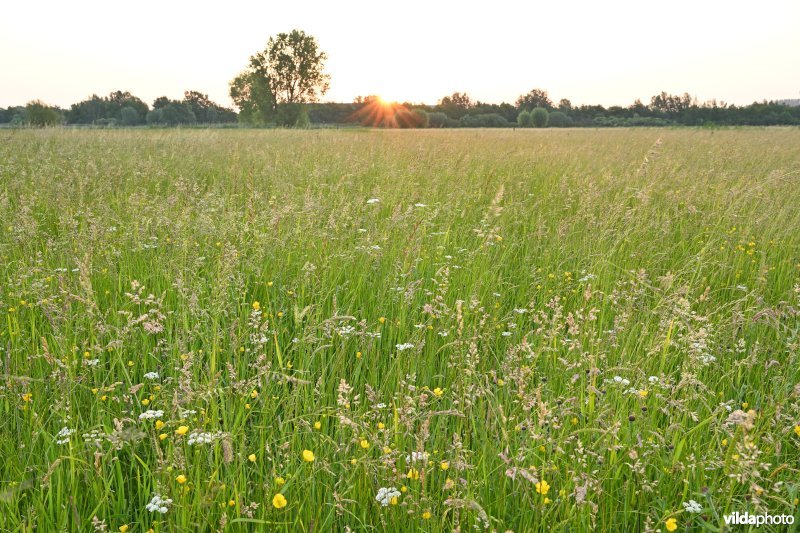 Weidekerveltorkruid in de Langemeersen