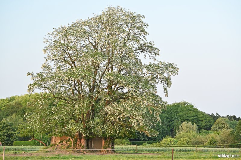 Bloeiende Robinia in Vurste