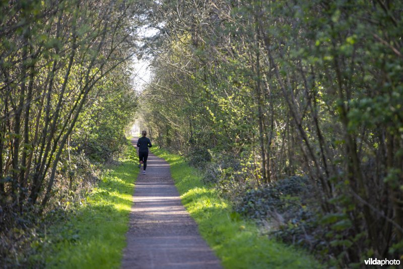 jogger in de Provinciaal natuurdomein Hospicebossen