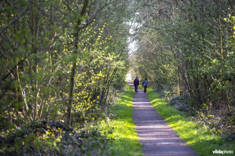 wandelaars in het Provinciaal natuurdomein Hospicebossen