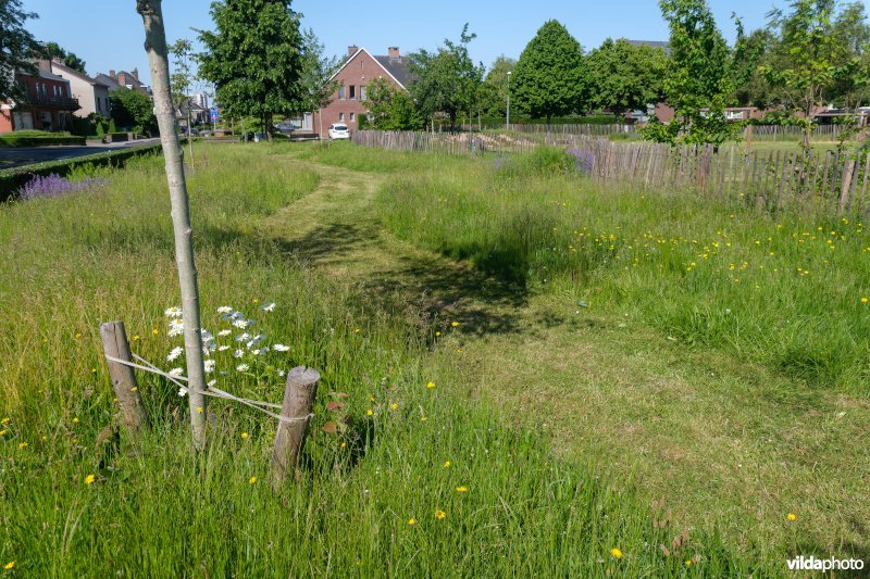 Gefaseerd maaibeheer in een buurtparkje