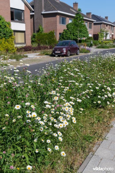 Bloemrijke wadi