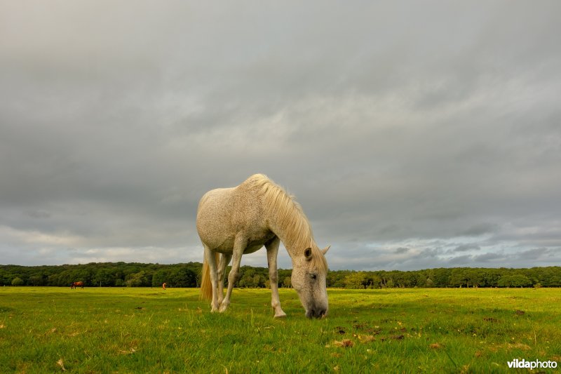 New Forest Pony