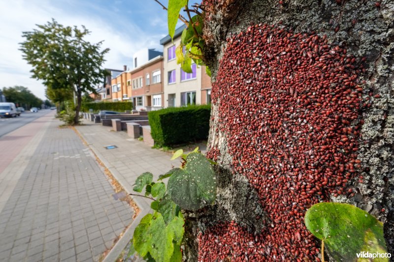 Massale groep Lindenspitskoppen