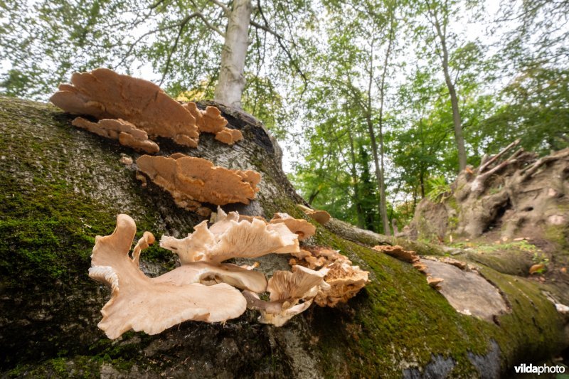 Paddenstoelen op een dode beuk