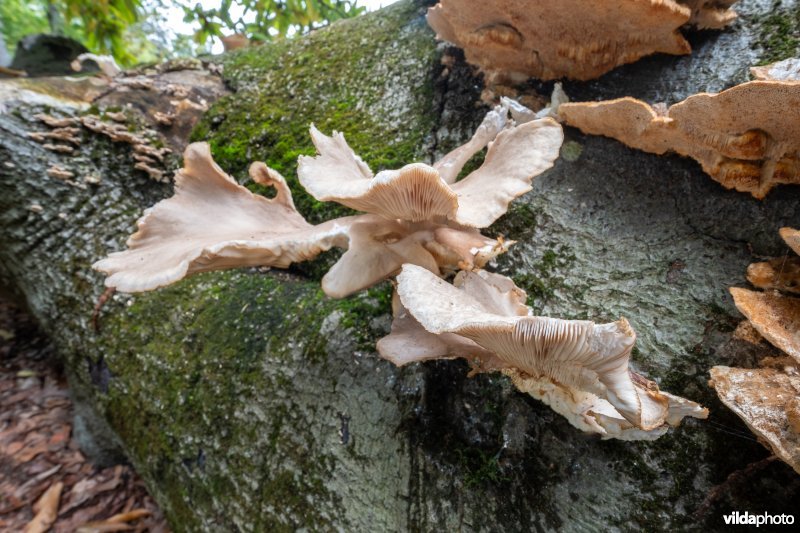 Paddenstoelen op een dode beuk