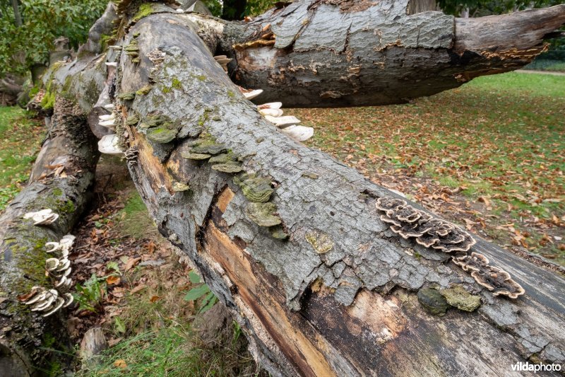 Paddenstoelen op een dode beuk