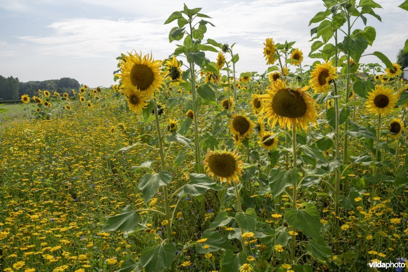 Zonnebloem