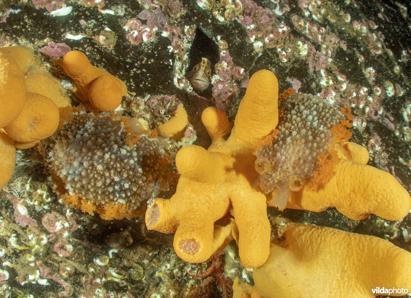 Grote tritonia en dodemansduim