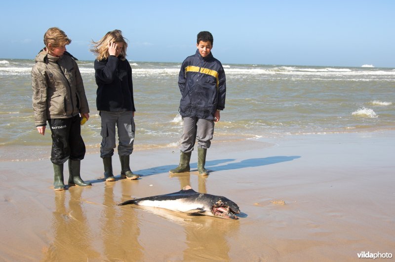 Kindjes kijken naar dode bruinvis