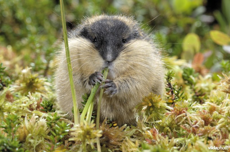 Lemming