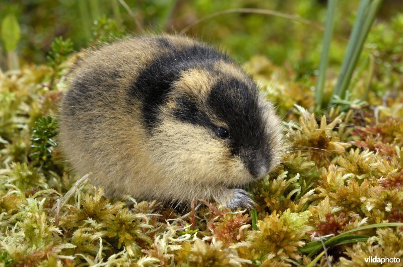 Lemming