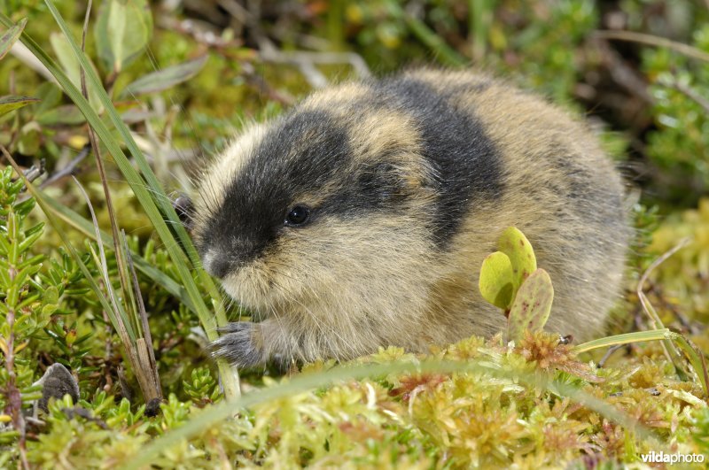 Lemming