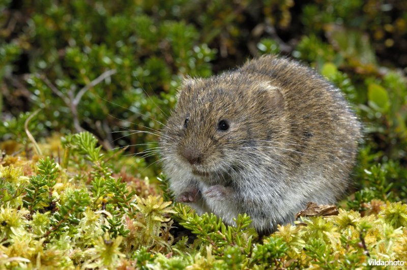 Noordse woelmuis in Noors moeras