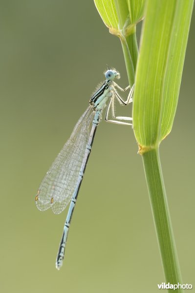 Blauwe breedscheenjuffer