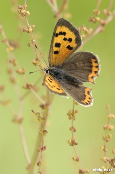 Mannetje kleine vuurvlinder