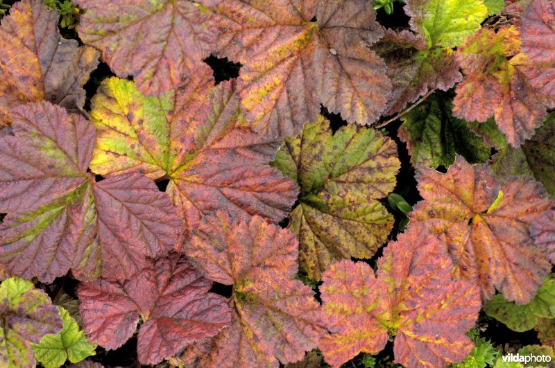 Kruipbraam of bergframboos