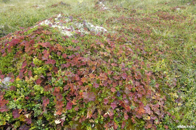 Toendrabegroeiing op Rondane