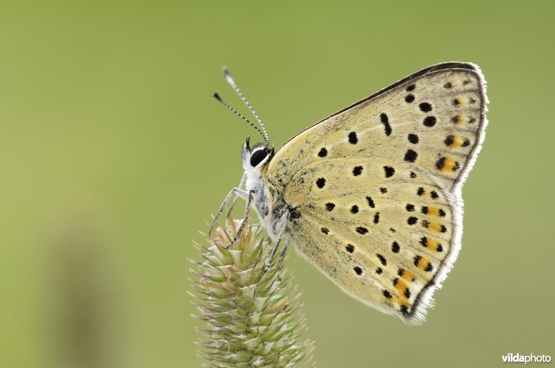 Bruine vuurvlinder