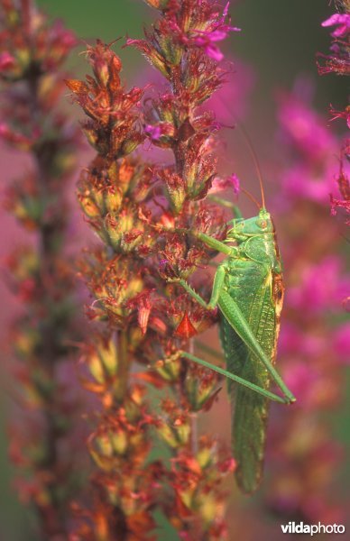 Grote groene sabelsprinkhaan op Grote kattestaart